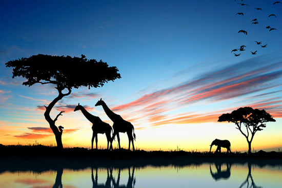 Giraffes & Elephant of Africa